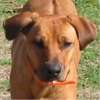 Rescue Dog